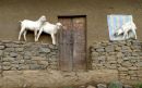 Ethioptrek (4) (Small)